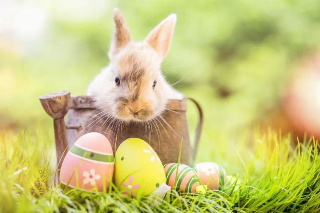 CHASSE AUX OEUFS